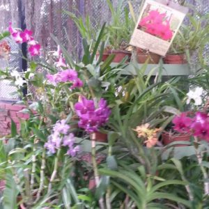 Orchid-House-at-Royal-Botanical-Gardens-Peradeniya