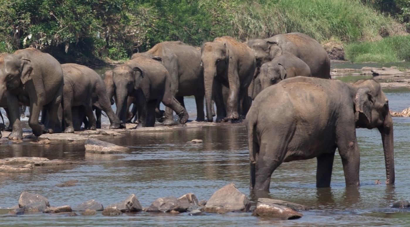 Day 2: Negombo – Pinnawela – Habarana