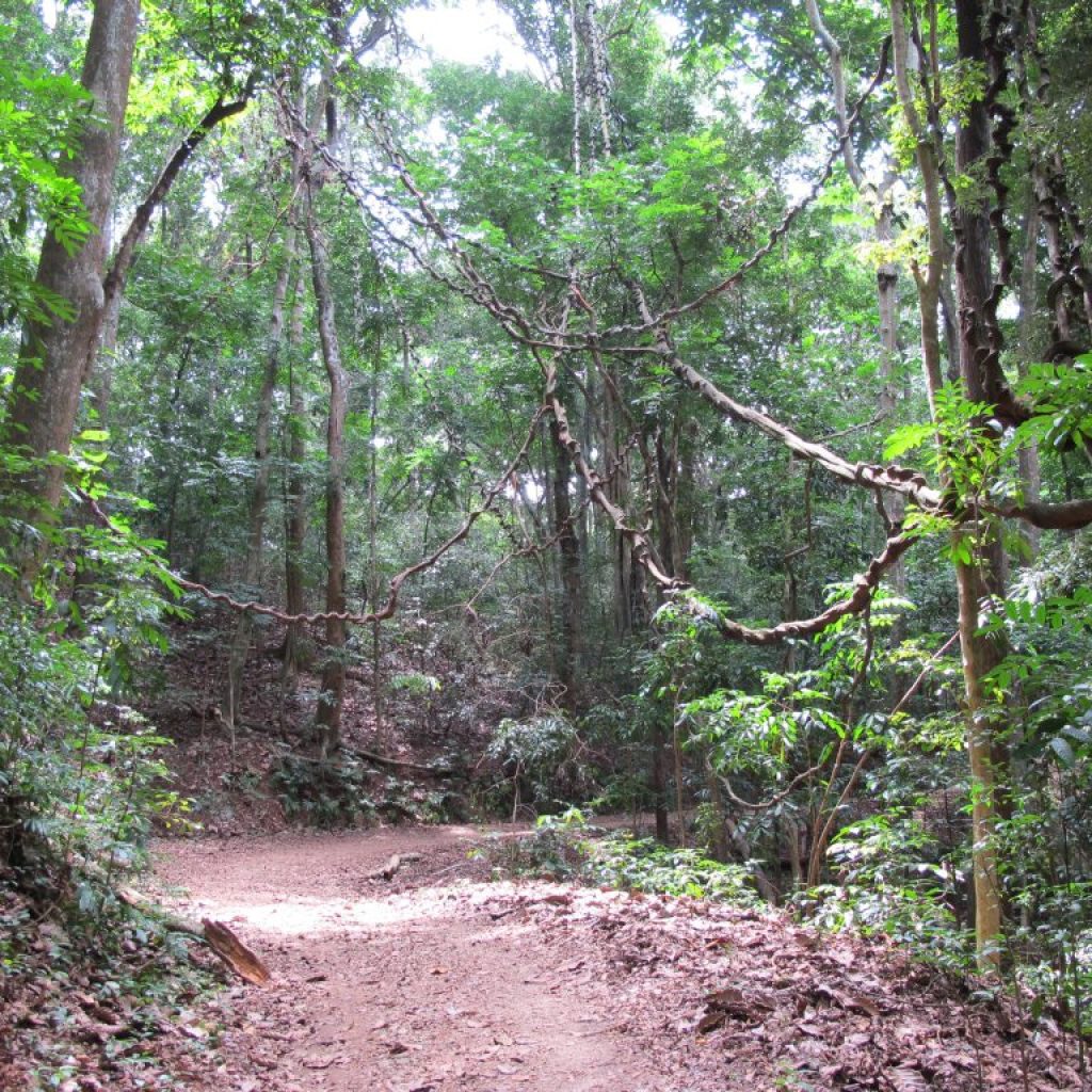 Explore Udawattekele Forest Reserve in Kandy, a historic royal rainforest featuring nature trails, birdwatching, Senkanda Cave, Kodimale Peak, rare wildlife and breathtaking views above the Temple of the Sacred Tooth Relic.