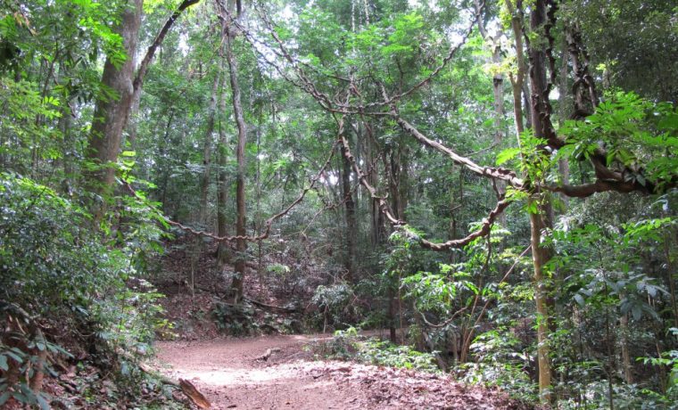 Udawattekele Forest Reserve