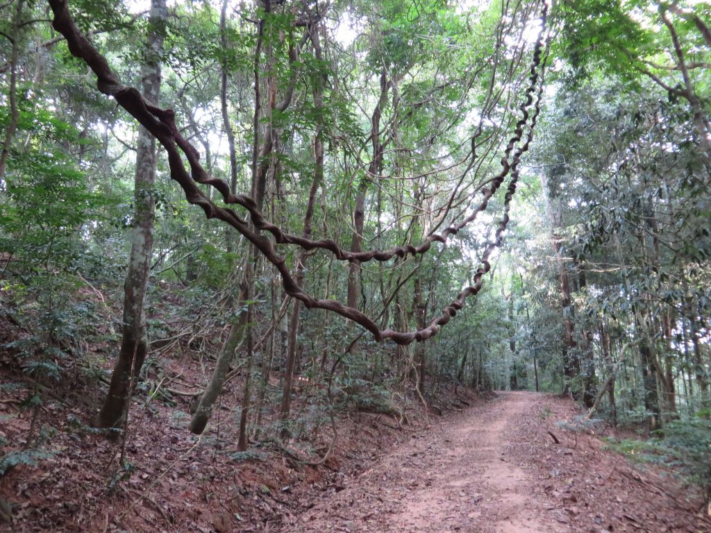 Udawattakele_Forest