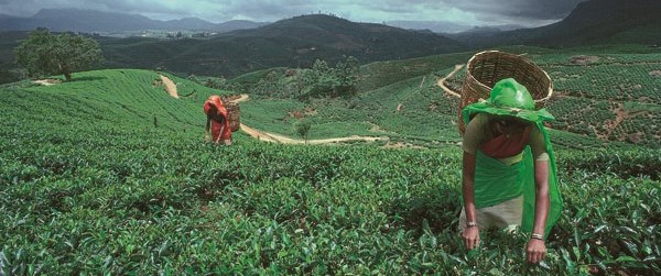 Day 9: Nuwara Eliya – Ella