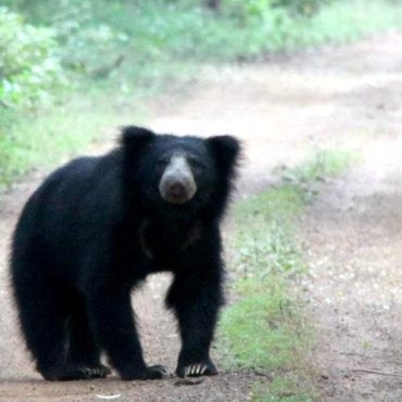 Wilpattu National Park