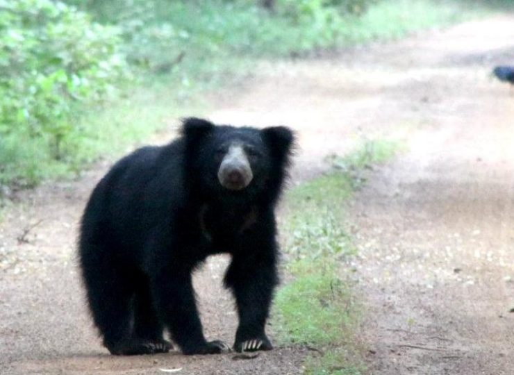 Wilpattu National Park