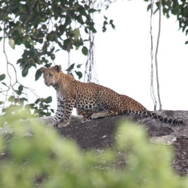 Yala National Park