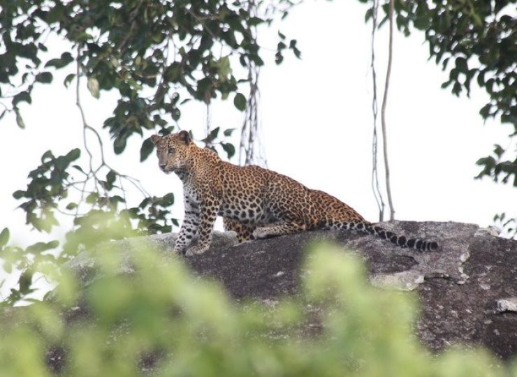 Yala National Park