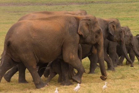 Wildlife Tour of Lanka