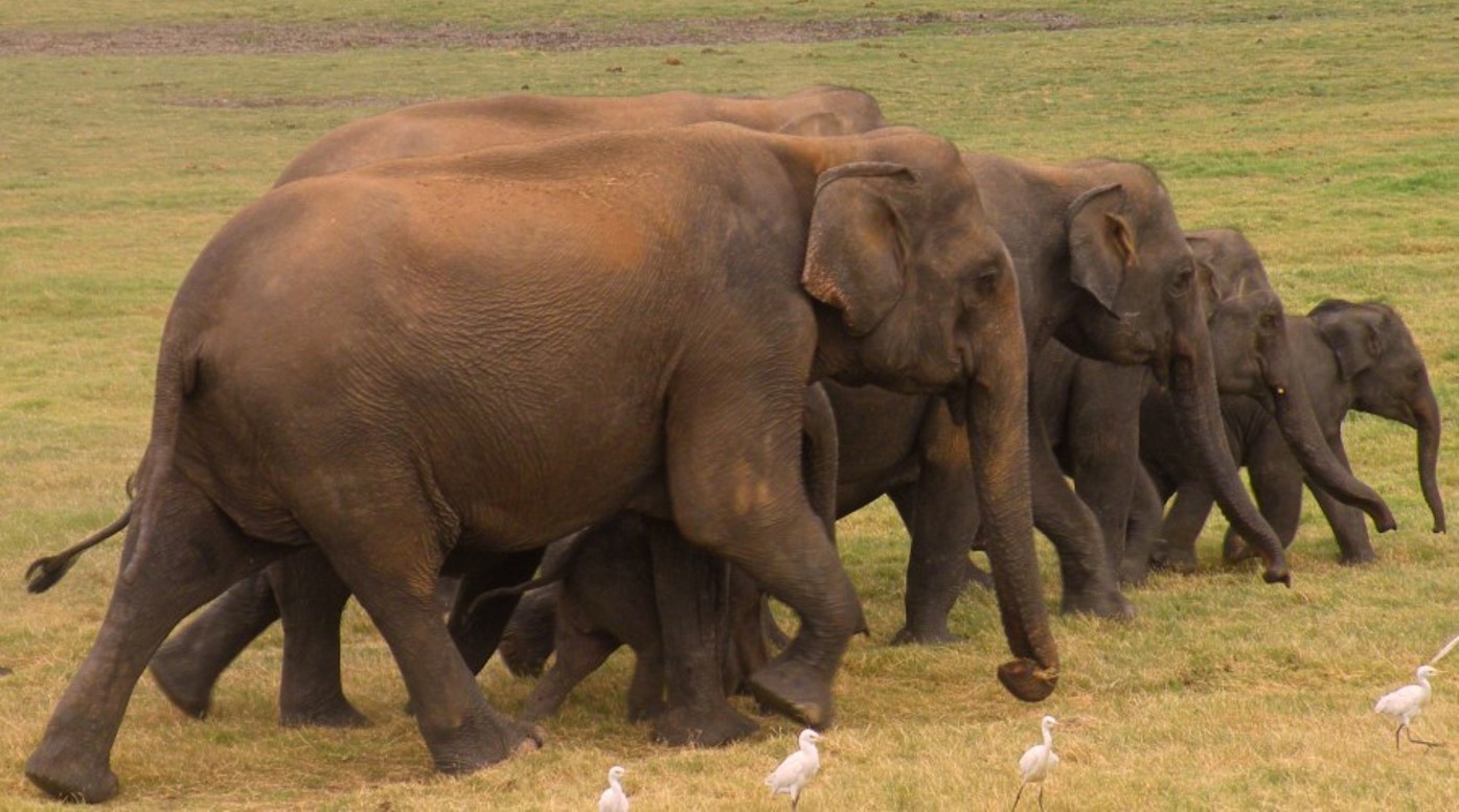 Wildlife Tour of Lanka