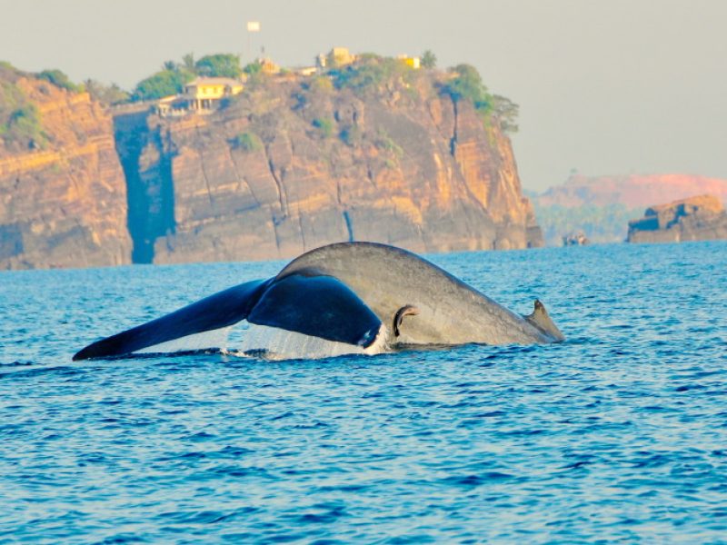 Seasonal surprises in Sri Lanka