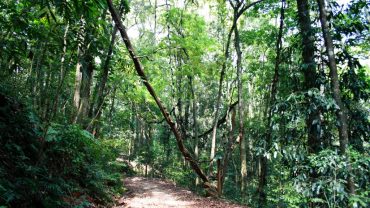 Journey Through the Heart of Sinharaja: A Vignette of Discovery