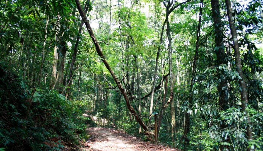 Journey Through the Heart of Sinharaja: A Vignette of Discovery
