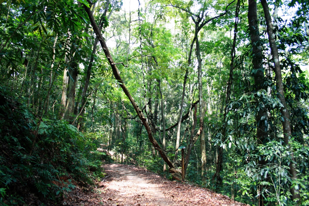 Journey Through the Heart of Sinharaja: A Vignette of Discovery