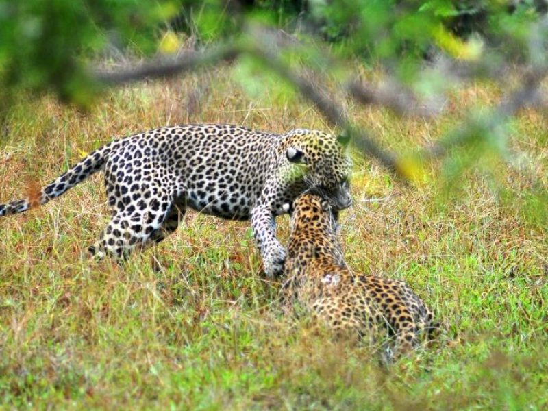 Dawn’s Embrace: Discovering Wilpattu’s Big Three in a Singular Safari