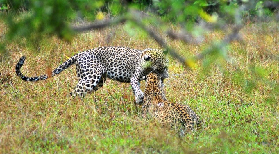 Dawn’s Embrace: Discovering Wilpattu’s Big Three in a Singular Safari